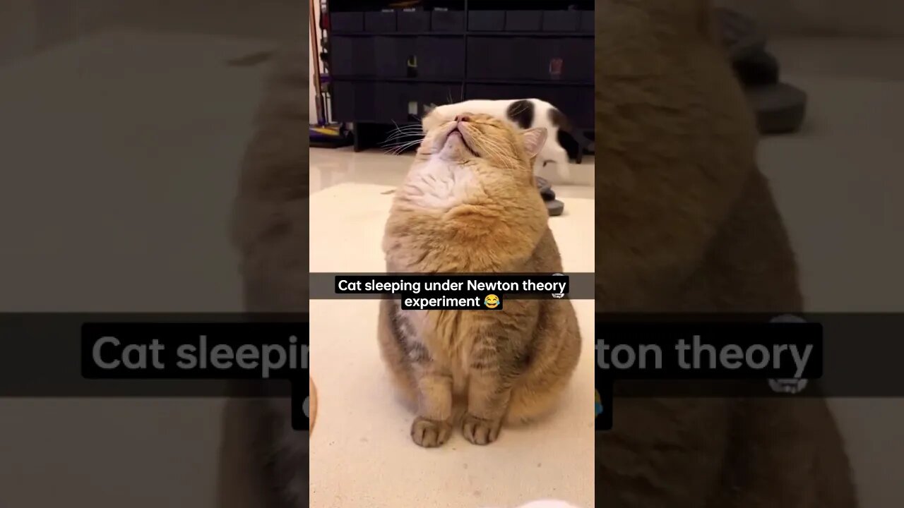 Zzz.. Newton kitten #funny #cat #2022 #shorts 😂