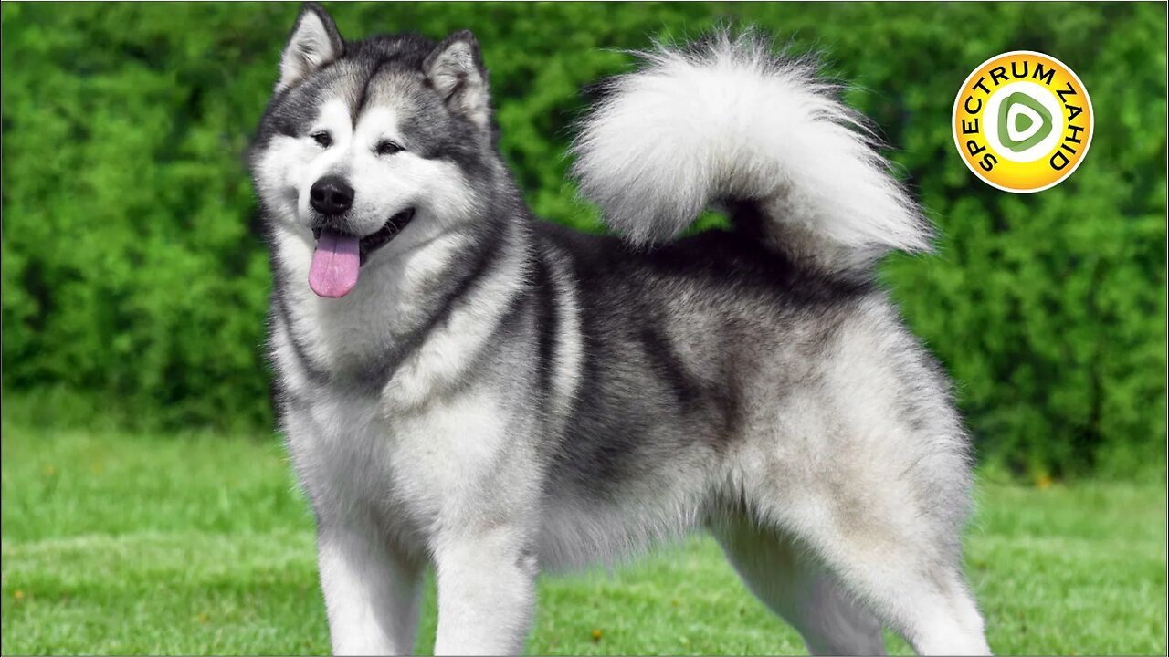 dogs with the girl