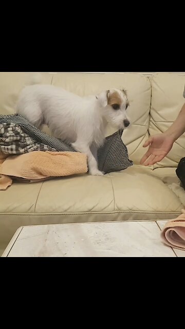 Jack Russell Terrier helps owner with the housework