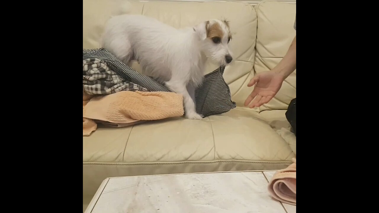 Jack Russell Terrier helps owner with the housework