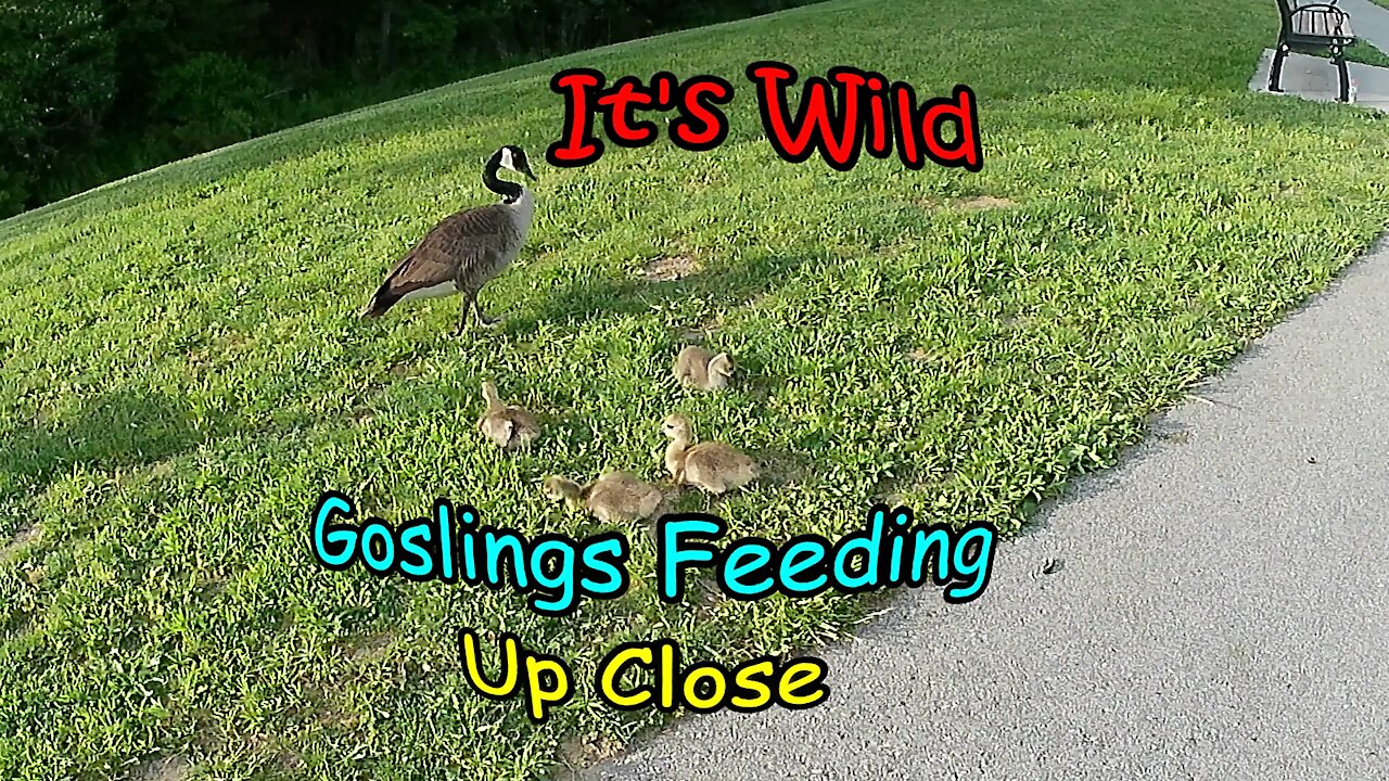 Goslings Feeding, Up Close – It’s Wild