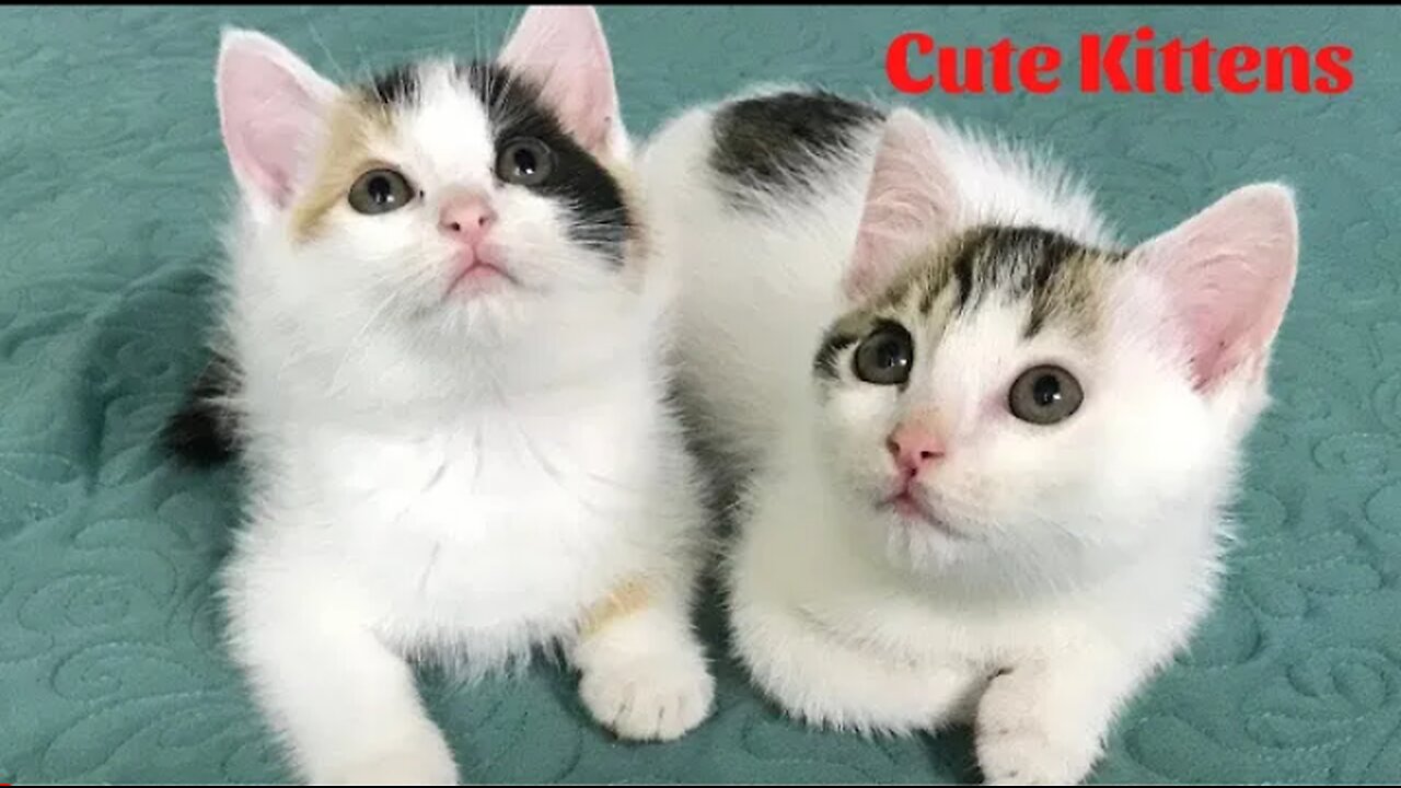 Cute Kittens - Funny and Cute Cat Videos