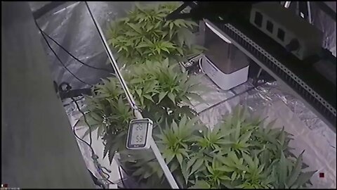 TIMELAPSE - Scurvy MAC reveg - to aug 20 22