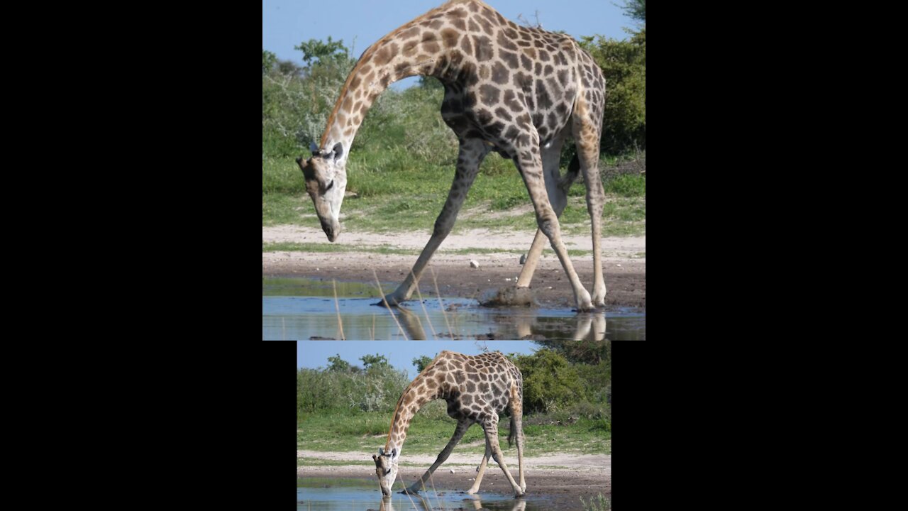 How does the Giraffe drink water???