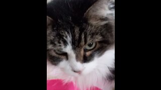 GamingLass2: You Won't Believe Where We Found My Cat