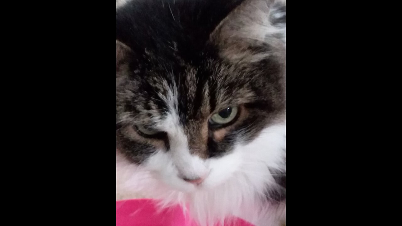 GamingLass2: You Won't Believe Where We Found My Cat