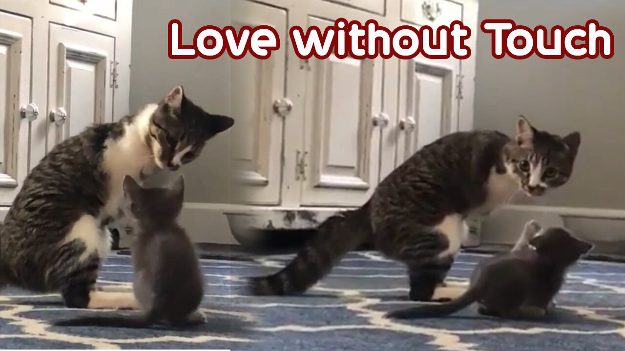 Cat's love for her cute baby – Must watch it