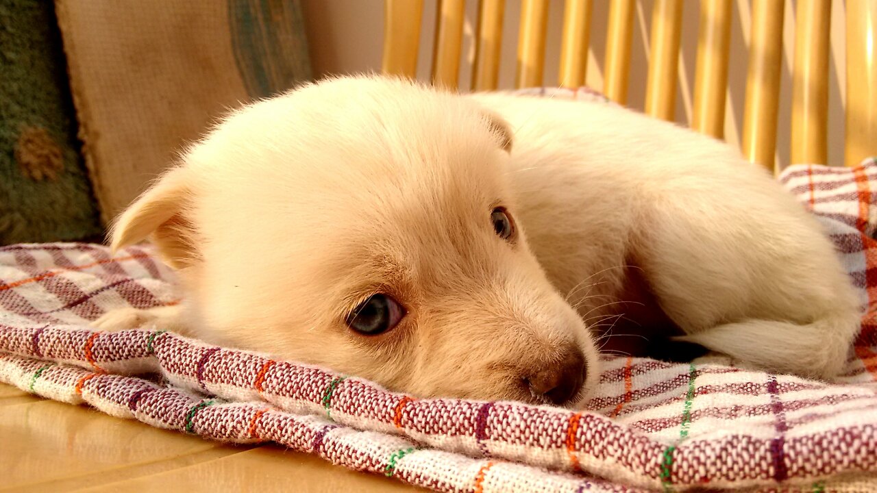Cute Dogs child😚😚