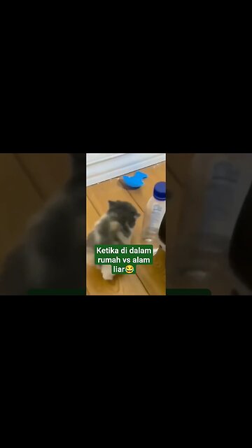 si kaki pendek di dalam rumah vs di alam liar #kitten #shortvideo