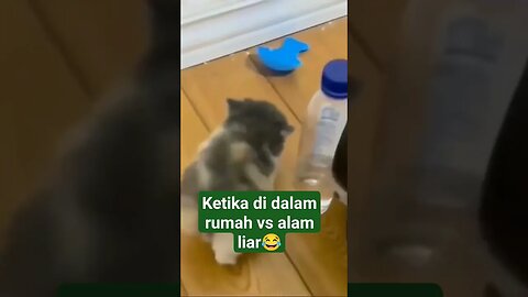 si kaki pendek di dalam rumah vs di alam liar #kitten #shortvideo