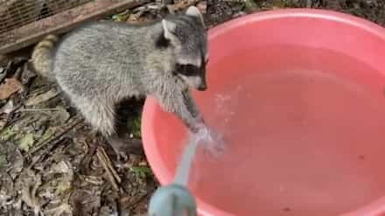 Cet adorable raton laveur nous montre comment se laver les mains