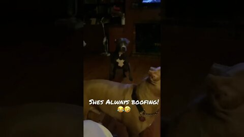 Ella always gets what she wants! #shorts #pitbull #cute #viral
