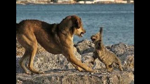 Angry Cats VS Dogs Funny Compilation 2022!!!
