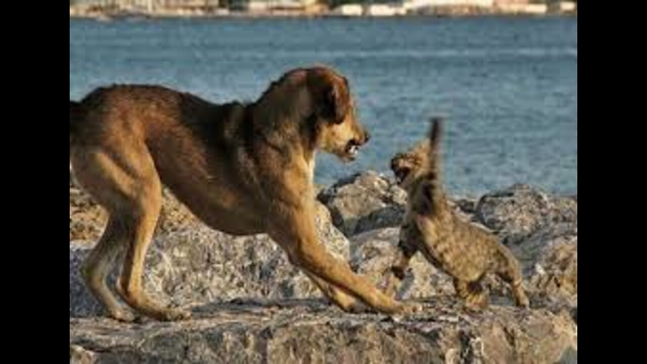 Angry Cats VS Dogs Funny Compilation 2022!!!