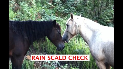 Checking horses for rain scald after floods Part II #RainScald #RainRot #MudFever #MudScald