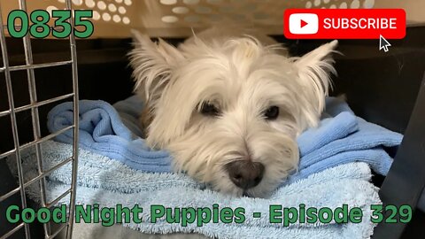 [0835] GOOD NIGHT PUPPIES - EPISODE 329 [#dogs #doggos #doggies #puppies #dogdaycare]