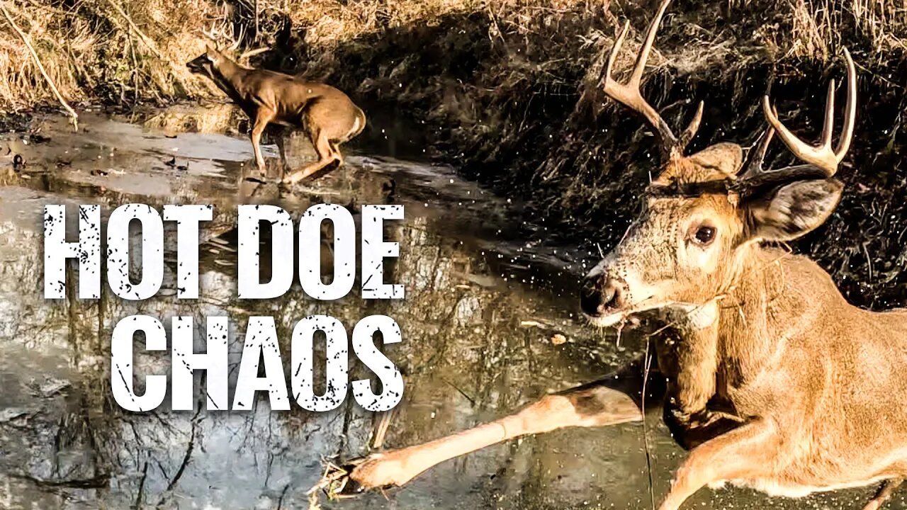 I Almost Got RAN OVER by Bucks Chasing | Hunt Breakdown