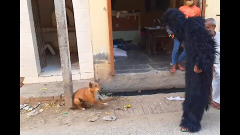 Gorilla Vs Dogs "Fake Gorilla"