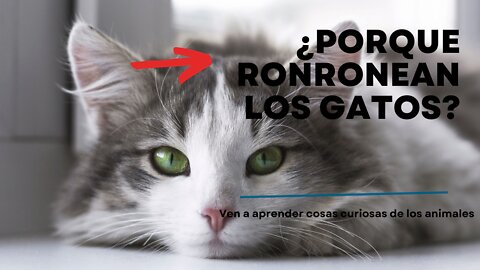 ¿Porque Ronronean Los Gatos?