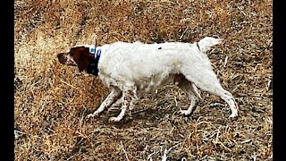 Pheasant Hunting January 24 2021