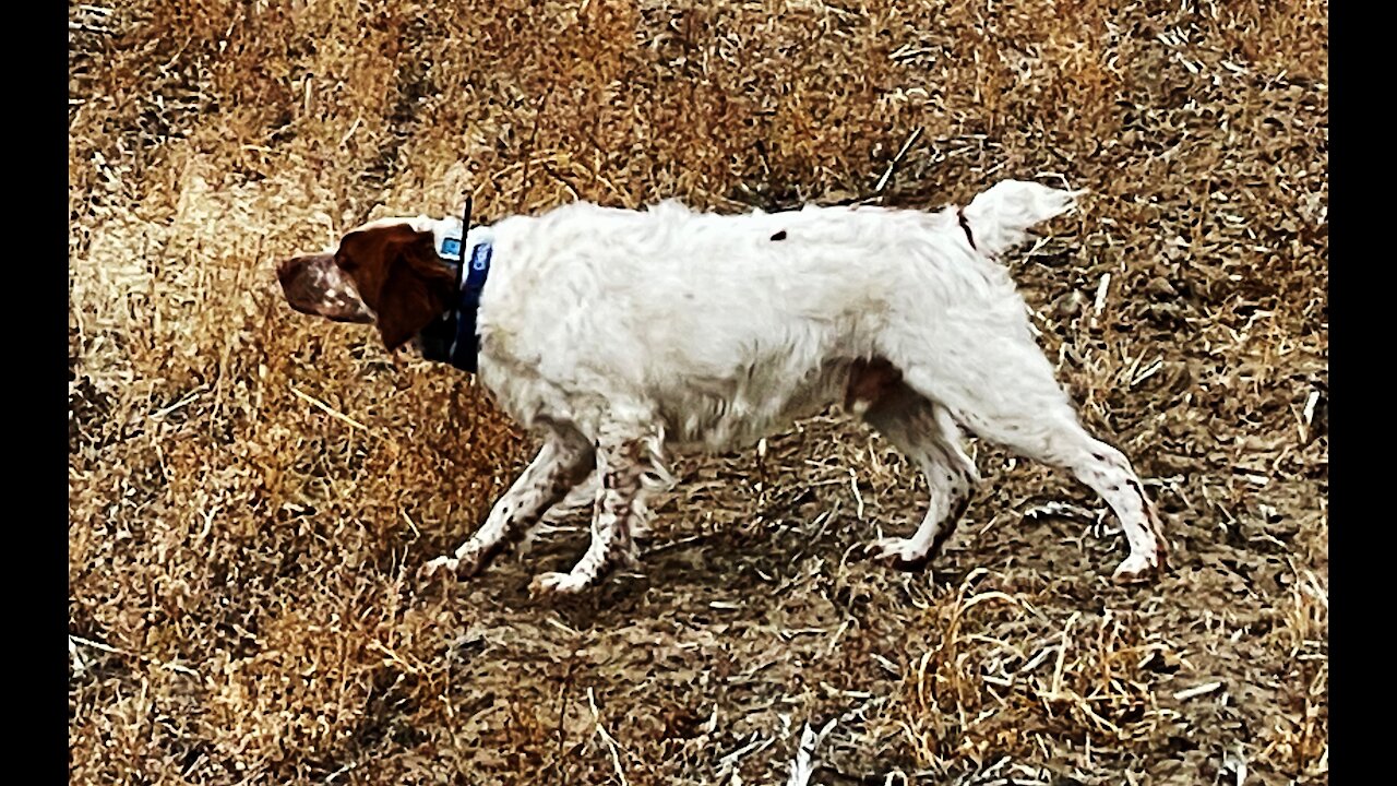 Pheasant Hunting January 24 2021