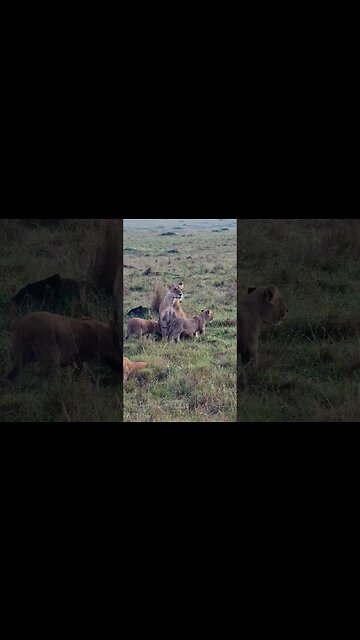Waking Up... #shorts | #ShortsAfrica