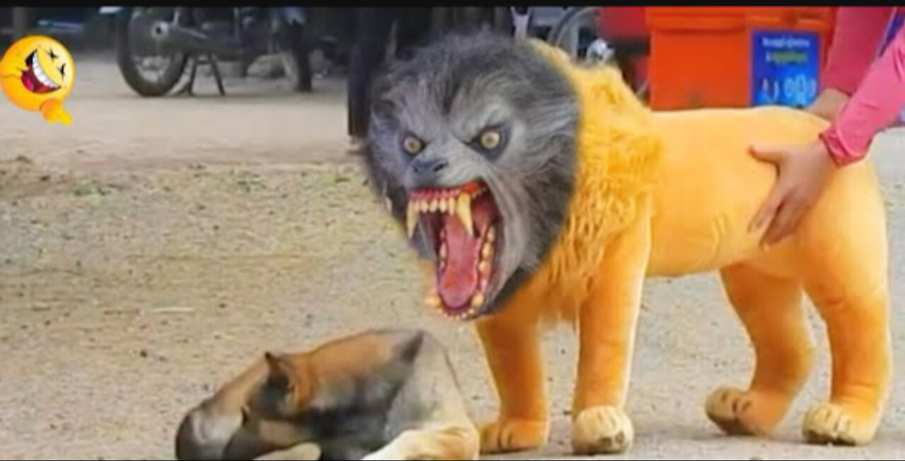 Troll Prank Dog Funny & fake Lion and Fake Tiger Prank to dog & Huge box Prank to dog