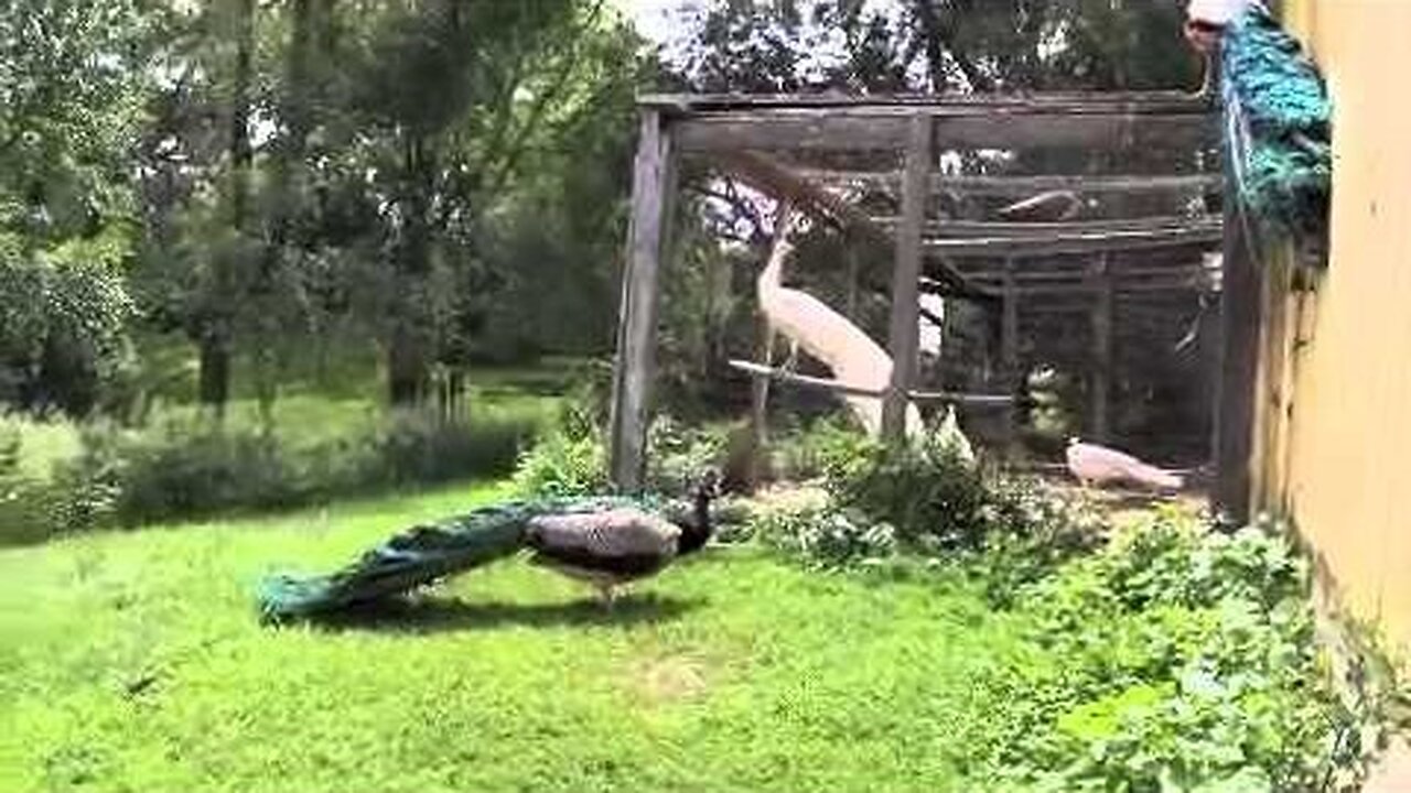 Peacocks fighting and playing tag, Mr. Peacock And Friends