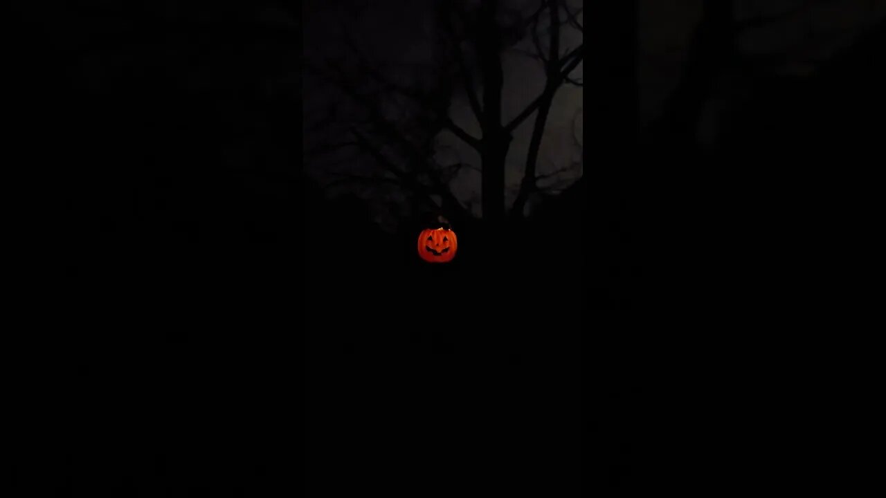 Spooky Midnight Madness at the Farm 🐈‍⬛🦇