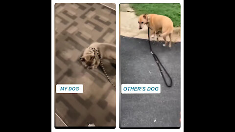 OTher Dog Vs My Dog 🐕