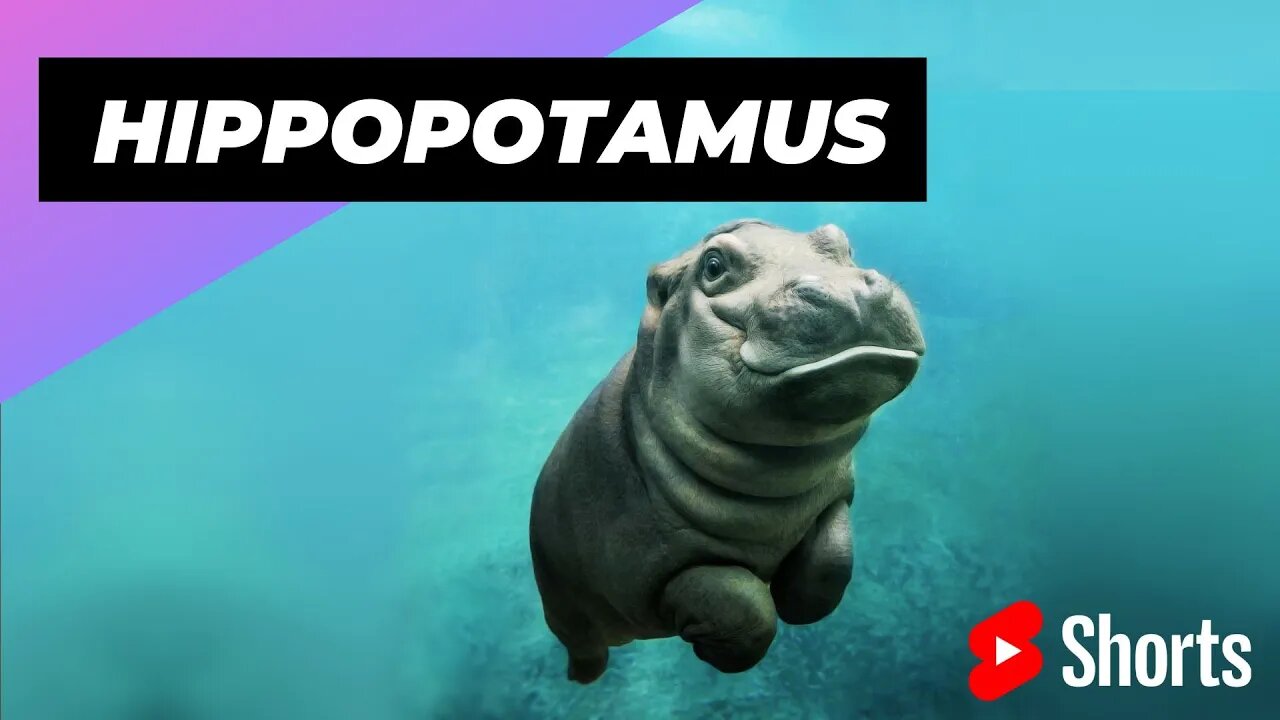 Hippopotamus 🦛 One Of The Tallest Animals In The World #shorts