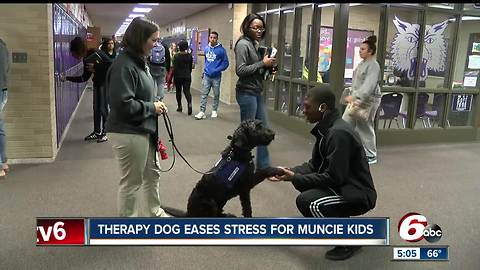 Therapy dog eases stress for Muncie students