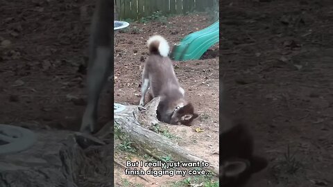 Husky is up to no good…
