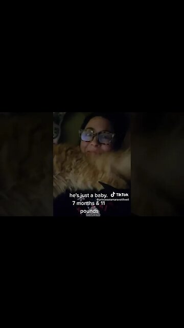 Maine Coon Henry 8th ONLY 7 MONTHS OLD