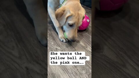 Our puppy CANNOT decide between these two balls #shorts #animals #puppies