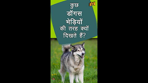 कुछ कुत्ते भेड़ यो की तरह क्यो दिखते है ? *