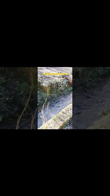 The Dog Snatcher Part 2...