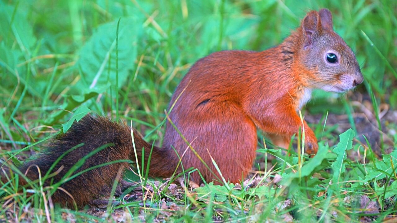 The Very Cautious Red Squirrel Seems to Have Gotten Used to Humans