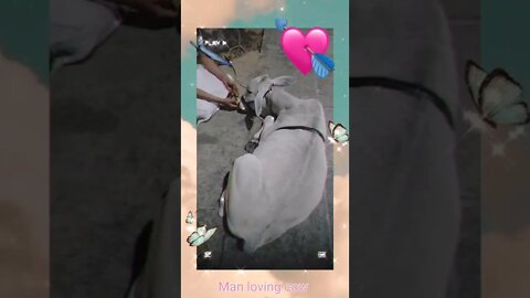 Love and offering to cow,#Shorts, #Cow , #Cow love, #Animal, #viral, #trending , #trend,#shortvideo