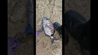 شرغو عملاق اللهم بارك 😱🐠🎣