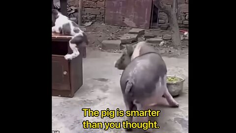 The pig is smarter than you thought.