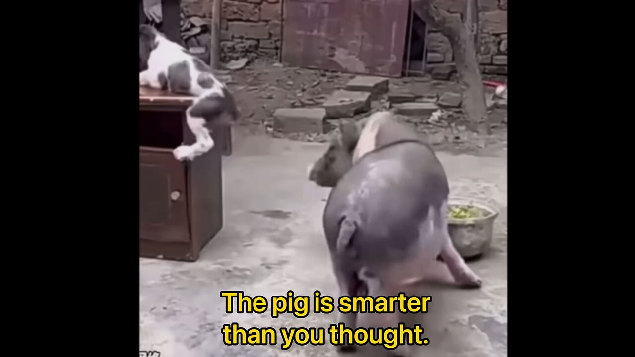 The pig is smarter than you thought.