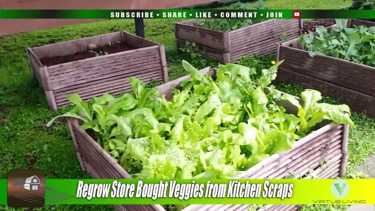 Regrow Store Bought Veggies from Kitchen Scraps