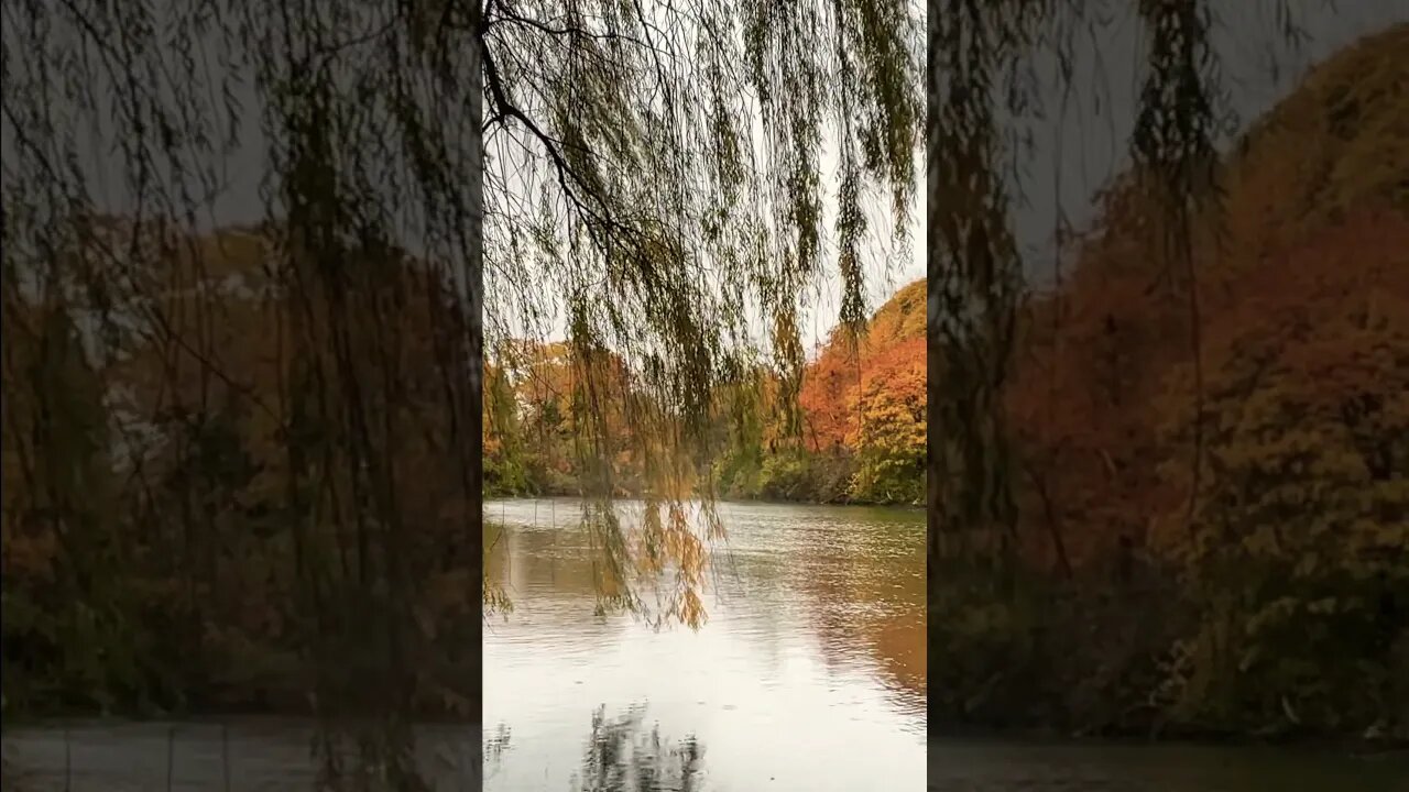 #fallcolours #dufferinislands #rainyday #niagarafalls