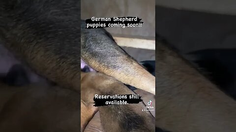 They are coming! Reservations available. Message me. German Shepherd puppies