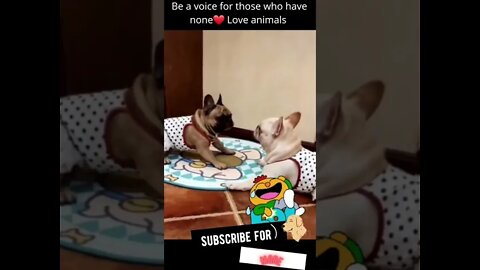 short and funny animal collection videos #shorts