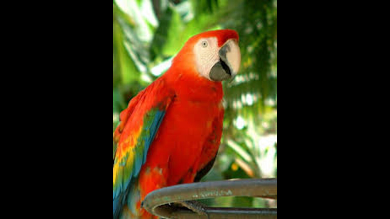 Baby Animals Funny Parrots and Cute Birds Compilation (2021) Loros Adorables Recopilación