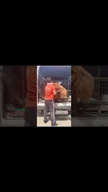 What's it like to be in 3D experience, Help me please , # short