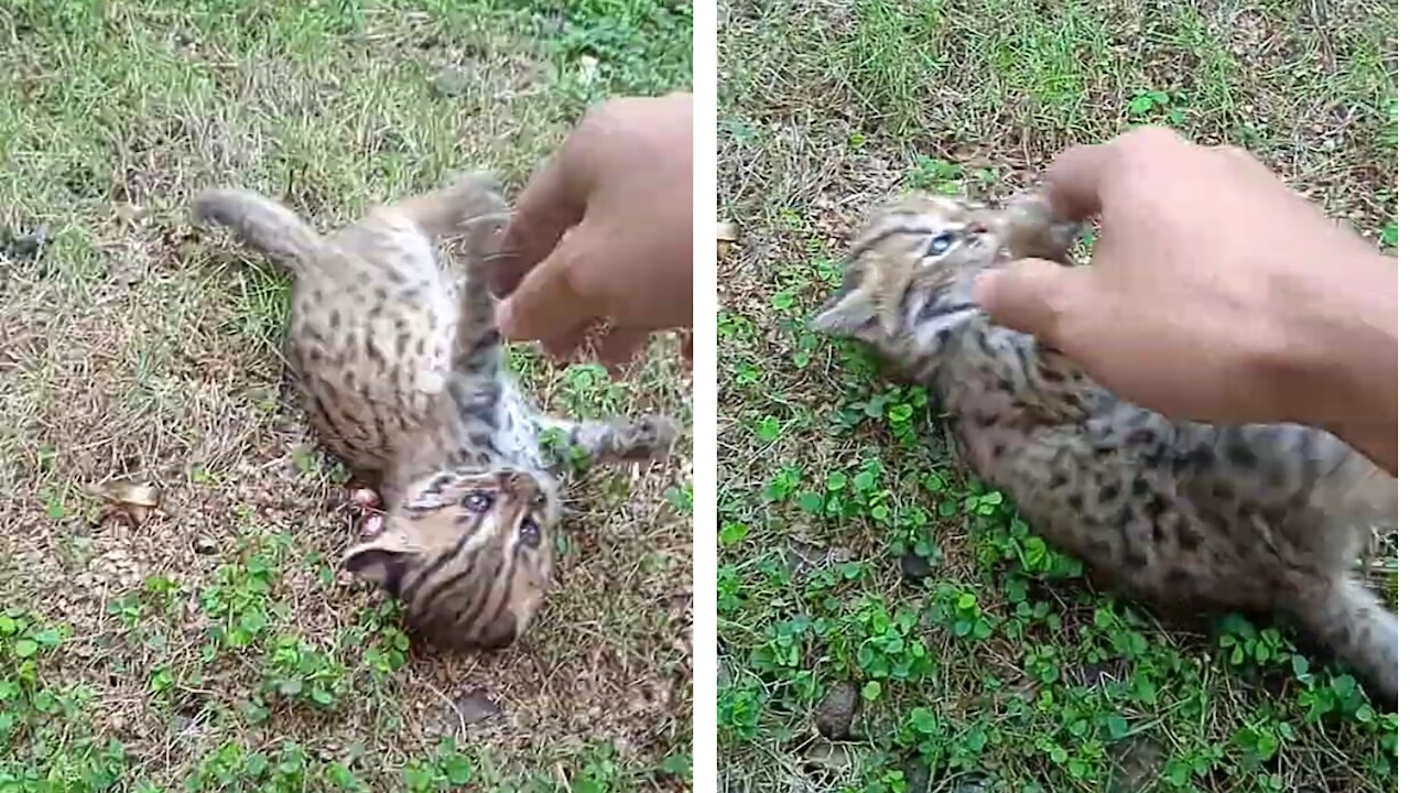 Friendly Baby Wild Forest Cat