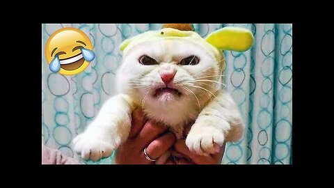 World Best Funniest🤣Cat vs animal vs Kid 🤼‍♂️ Entertainment Don't Try Laughing 🤣 2024 clips 🫡